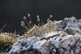 Attēlu rezultāti vaicājumam “Sesleria caerulea bud”