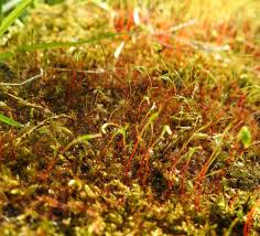 Attēlu rezultāti vaicājumam “Amblystegium serpens macro”