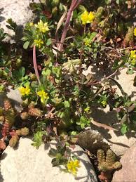 Attēlu rezultāti vaicājumam “Trifolium dubium fruit”