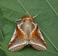 Attēlu rezultāti vaicājumam “Habrosyne pyritoides”