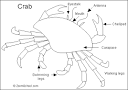 Crab- Enchanted Learning Software