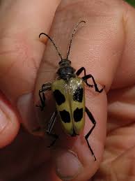 Attēlu rezultāti vaicājumam “Pachyta quadrimaculata”