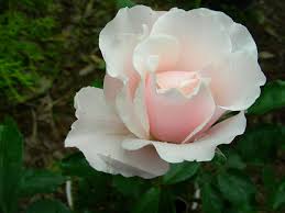 「花薔薇エルフ」の画像検索結果