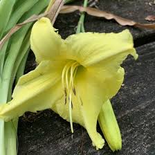 Attēlu rezultāti vaicājumam “Hemerocallis lilioasphodelus”