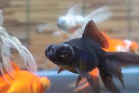 Image result for 出目金