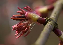 Attēlu rezultāti vaicājumam “Cercidiphyllum japonicum flower”