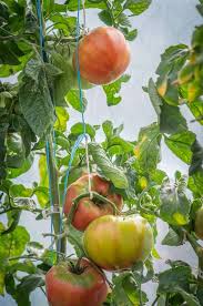 Afbeeldingsresultaat voor crnkovic yugoslavian tomato