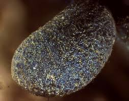 Attēlu rezultāti vaicājumam “Badhamia dubia macro”