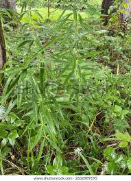 Attēlu rezultāti vaicājumam “Polygonatum verticillatum”