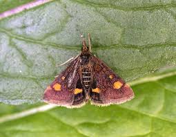 Attēlu rezultāti vaicājumam “Pyrausta aurata”