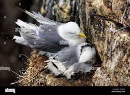 Attēlu rezultāti vaicājumam “Rissa tridactyla nest”