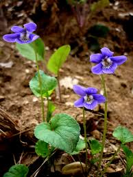 Attēlu rezultāti vaicājumam “Viola reichenbachiana”