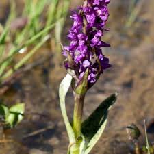 Attēlu rezultāti vaicājumam “Dactylorhiza cruenta”