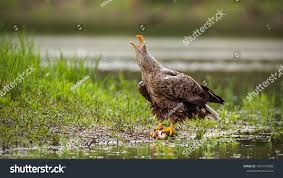 Attēlu rezultāti vaicājumam “Haliaeetus albicilla adult”