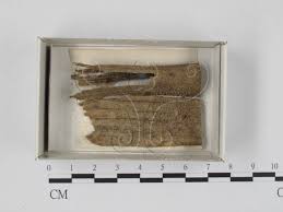 Attēlu rezultāti vaicājumam “Craterium leucocephalum”