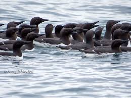 Image result for Uria aalge