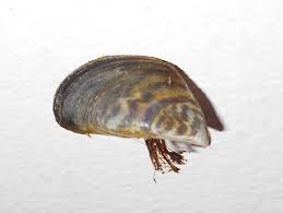 Attēlu rezultāti vaicājumam “Dreissena polymorpha”