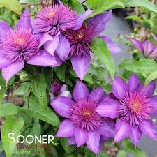 Image result for clematis multi blue