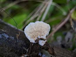 Attēlu rezultāti vaicājumam “Antrodia albida”