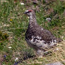 Image result for Lagopus muta