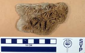 Image result for Bathytoshia centroura