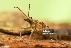 Attēlu rezultāti vaicājumam “Rhagium inquisitor”