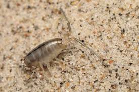 Attēlu rezultāti vaicājumam “Talitrus saltator”