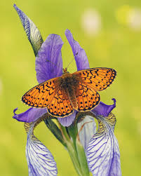 Attēlu rezultāti vaicājumam “Boloria eunomia underside”