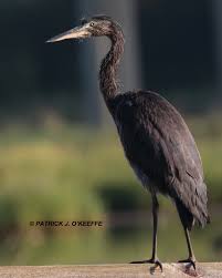 Attēlu rezultāti vaicājumam “Ardea cinerea adult”