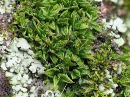 Attēlu rezultāti vaicājumam “Orthotrichum anomalum sporophyte”