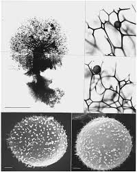 Attēlu rezultāti vaicājumam “Stemonitopsis amoena stalked”