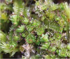 Attēlu rezultāti vaicājumam “Tritomaria exsectiformis”