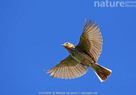 Image result for Anthus cervinus