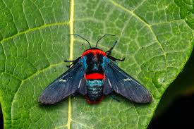 Attēlu rezultāti vaicājumam “Neocudoniella albiceps”