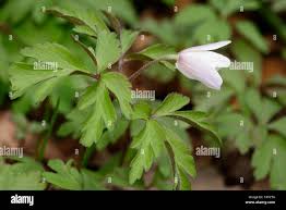 Attēlu rezultāti vaicājumam “Anemone nemorosa leaf”