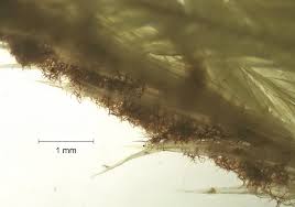 Attēlu rezultāti vaicājumam “Tomentypnum nitens”