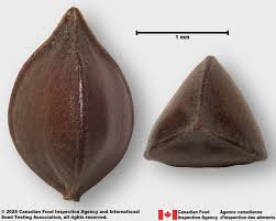 Attēlu rezultāti vaicājumam “Rumex aquaticus fruit”