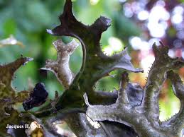 Attēlu rezultāti vaicājumam “Cetraria ericetorum”