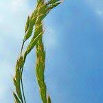 Attēlu rezultāti vaicājumam “Carex digitata fruit”