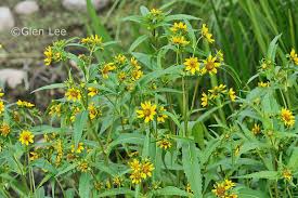 Attēlu rezultāti vaicājumam “Bidens cernua flower”