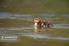 Attēlu rezultāti vaicājumam “Anas platyrhynchos juvenile”