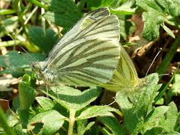 Attēlu rezultāti vaicājumam “Pieris napi female”