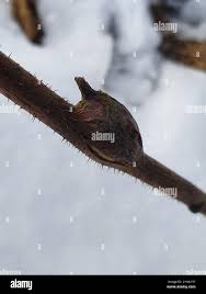 Attēlu rezultāti vaicājumam “Lasioptera rubi larva”