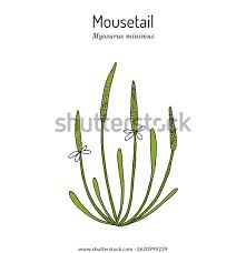 Attēlu rezultāti vaicājumam “Myosurus minimus”