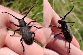 Attēlu rezultāti vaicājumam “Lamia textor”