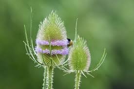 Image result for Dipsacus silvestris