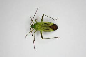 Attēlu rezultāti vaicājumam “Adelphocoris quadripunctatus imago”