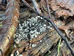 Attēlu rezultāti vaicājumam “Diderma radiatum young”