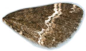 Attēlu rezultāti vaicājumam “Perizoma affinitata”