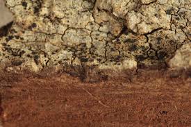 Attēlu rezultāti vaicājumam “Bacidia subincompta”